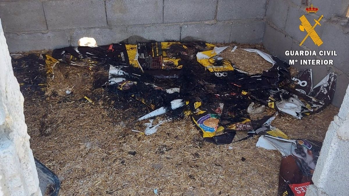 Investigado por la muerte de 25 perros Investigado por la muerte de 25 perros