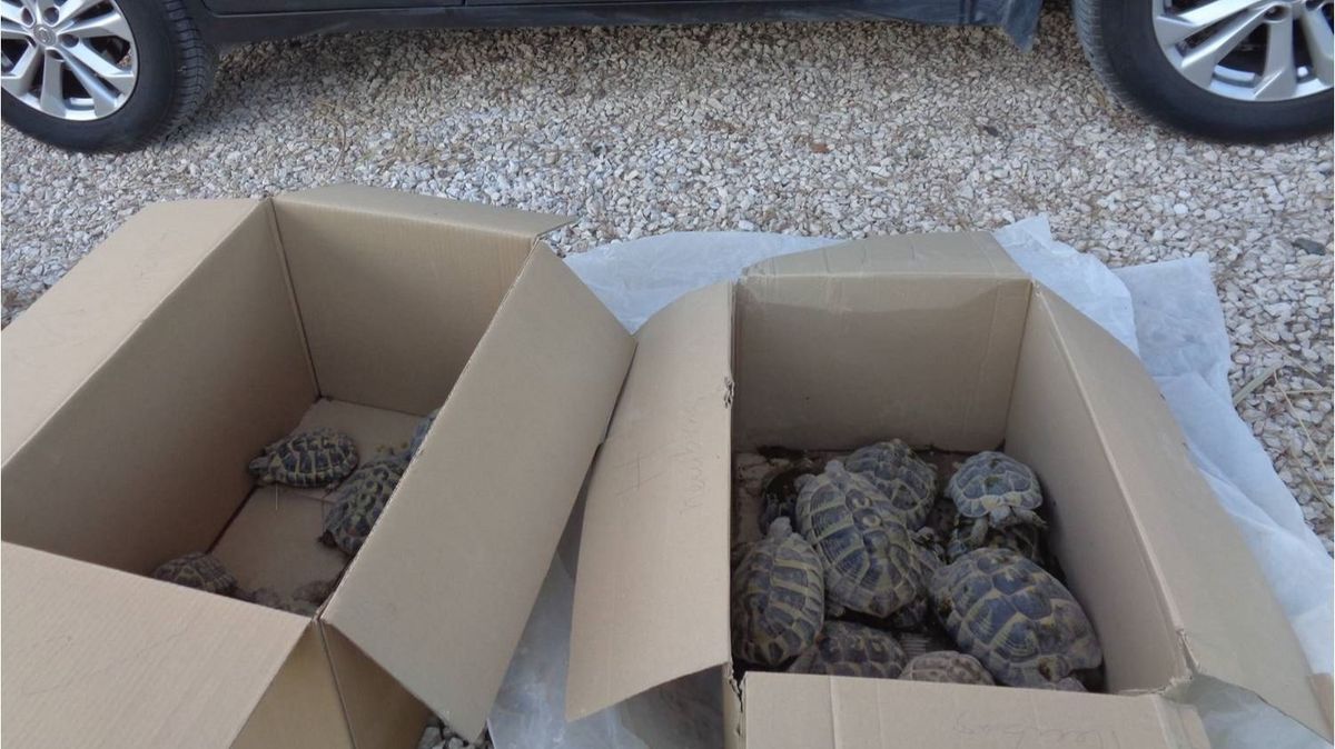La Guardia Civil cierra un criadero ilegal de tortuga mediterránea en Elche