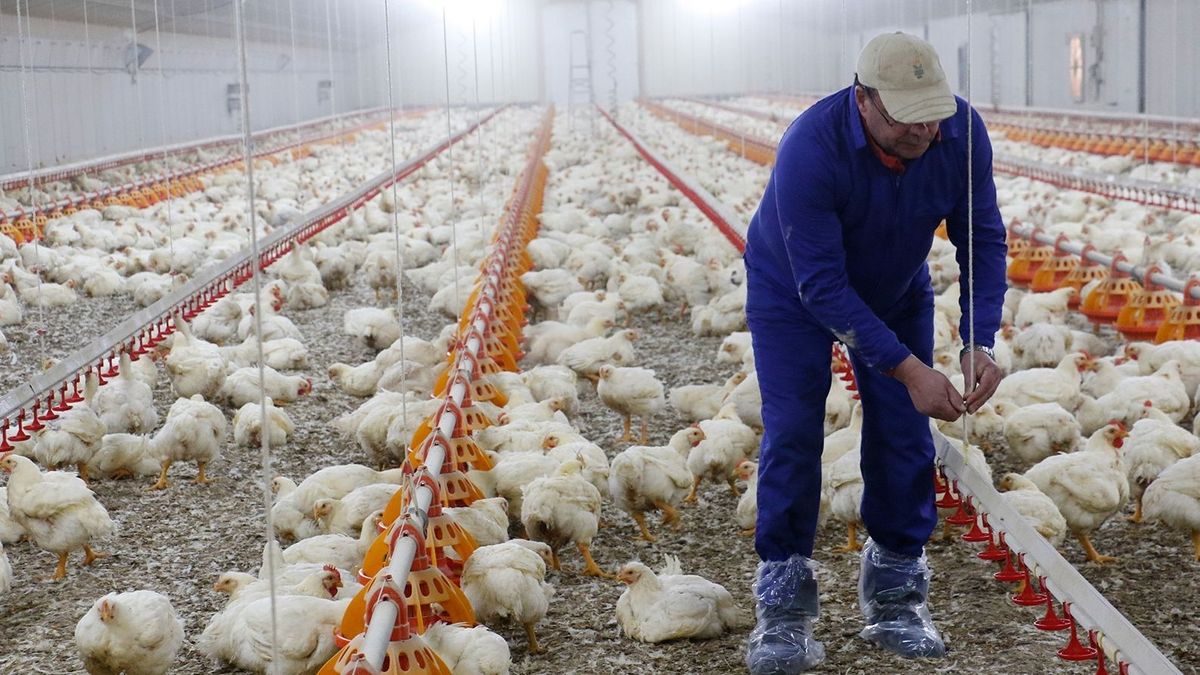 Los ganaderos advierten de escasez de pollo en otoño