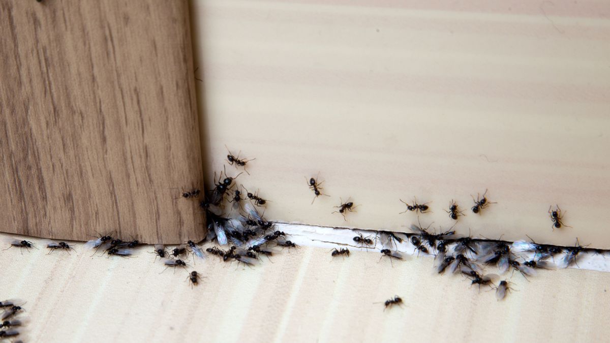 Remedios naturales para ahuyentar a las hormigas en casa este verano