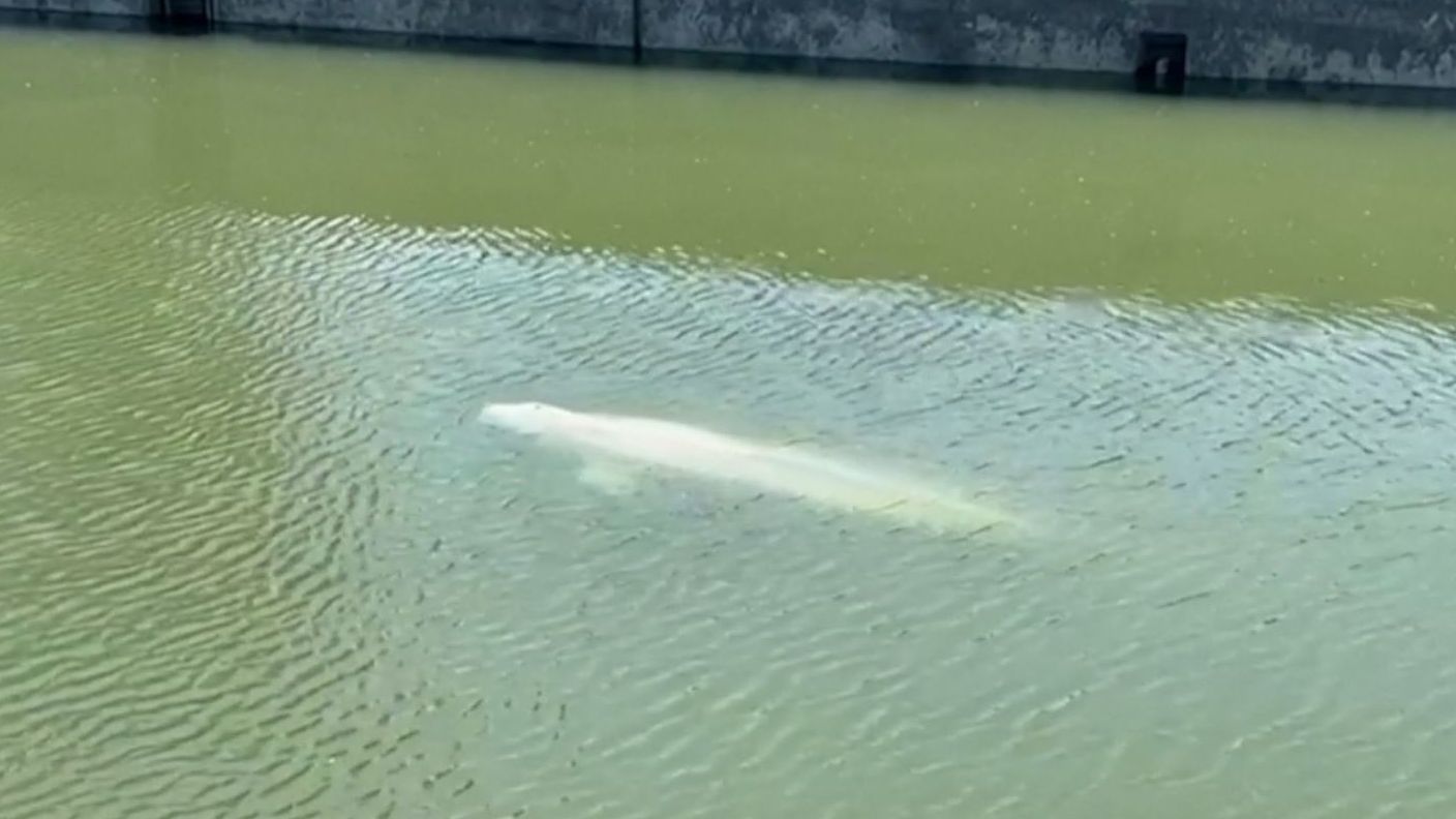 Rescatan con vida a una ballena beluga atrapada en el río Sena