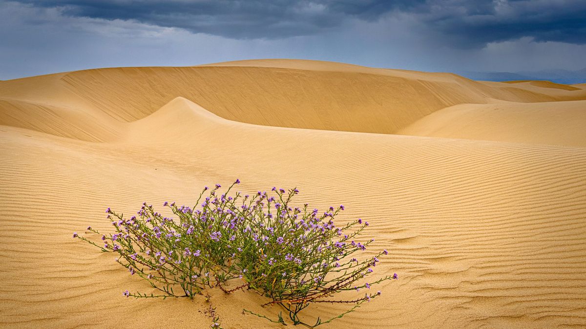 Un hombre de 35 años ha fallecido tras ser enterrado por una duna de arena en Florida, Estados Unidos