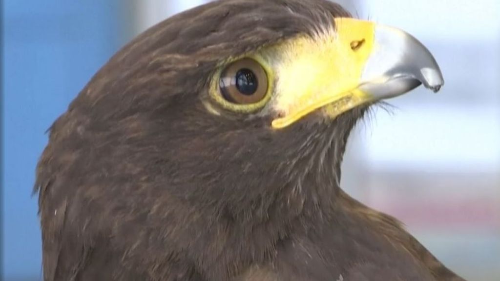 Pacman: el halcón que espanta palomas en el metro de New York