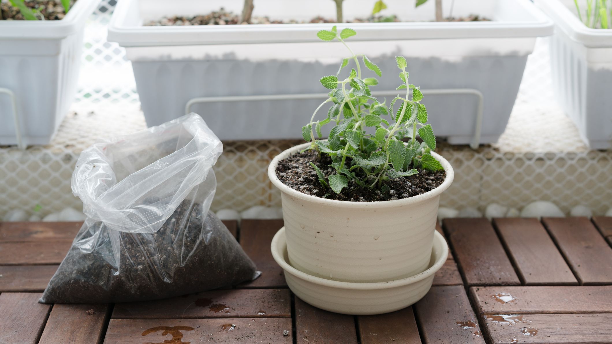 Usos del mentol que te sorprenderán