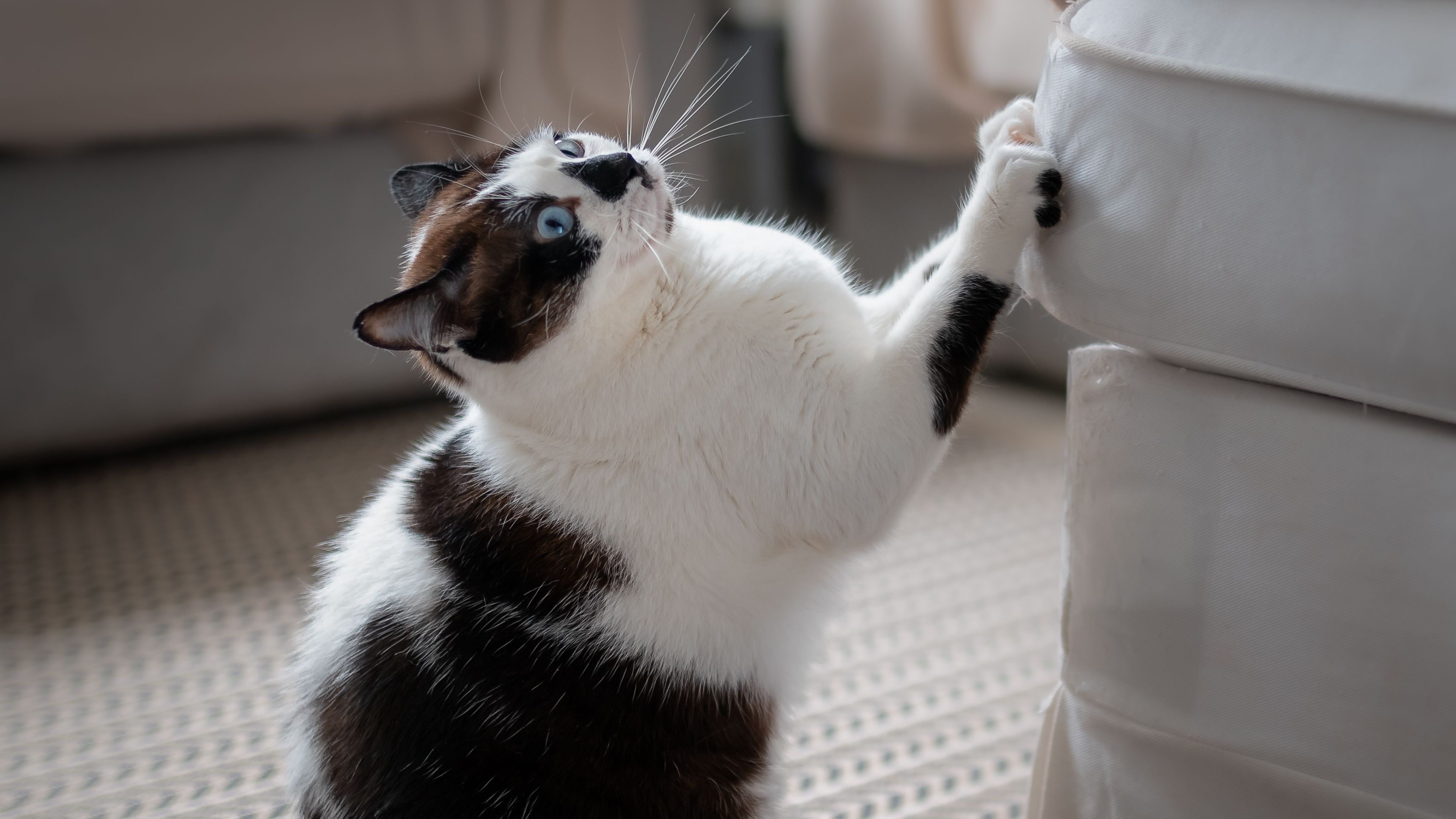 Usos del mentol que te sorprenderán