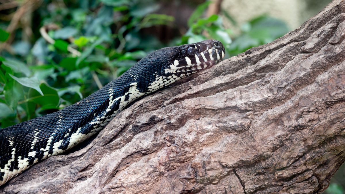 Imagen de archivo de una serpiente, que ha causado la muerte de un joven de 22 años en la India