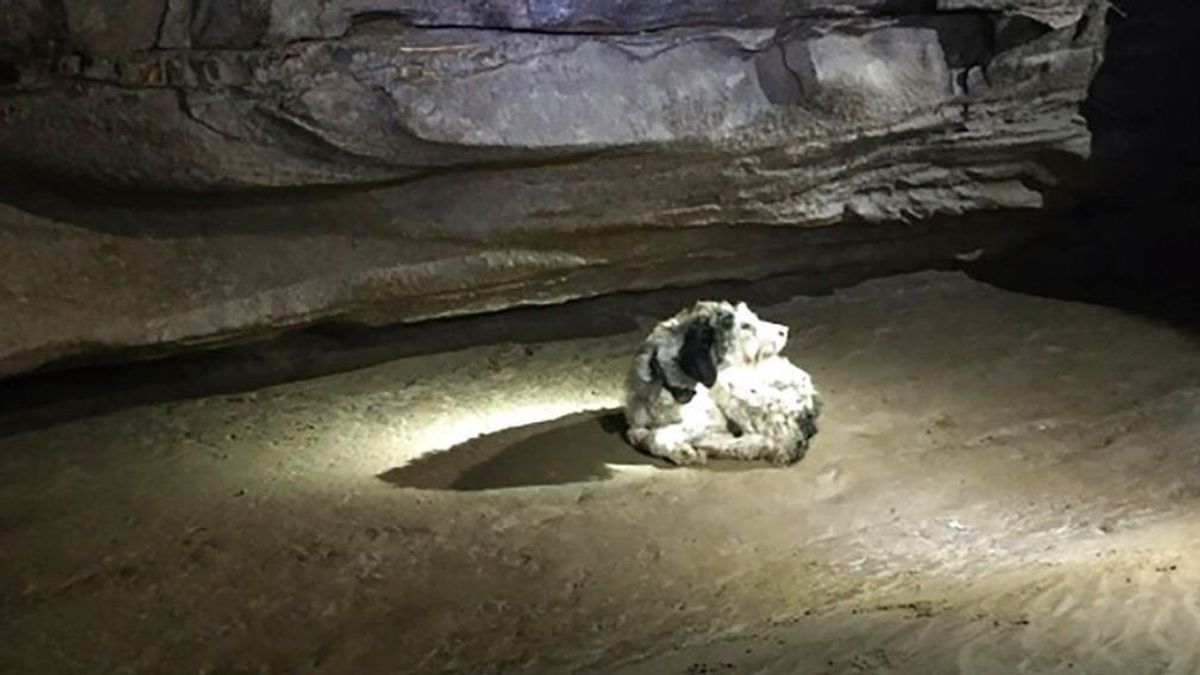 La historia de Abby, la perra de Missouri que desapareció dos meses y ha aparecido viva en una cueva