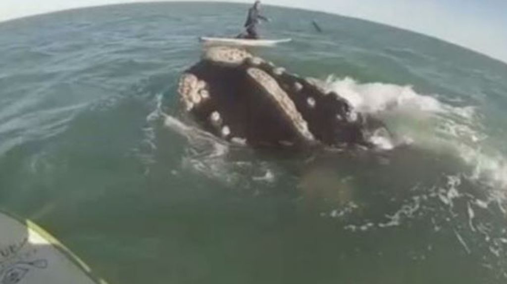 BAllenas con surfistas en Argentina
