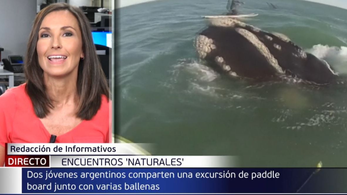 Imágenes insólitas de la naturaleza: de hacer paddle surf entre 12 ballenas al gesto de un elefante con una niña