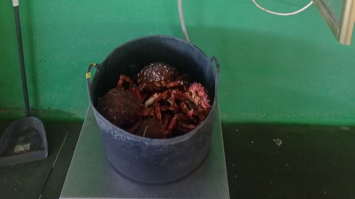 La centolla incautada fue pesada y devuelta nuevamente al mar La centolla incautada fue pesada y devuelta nuevamente al mar