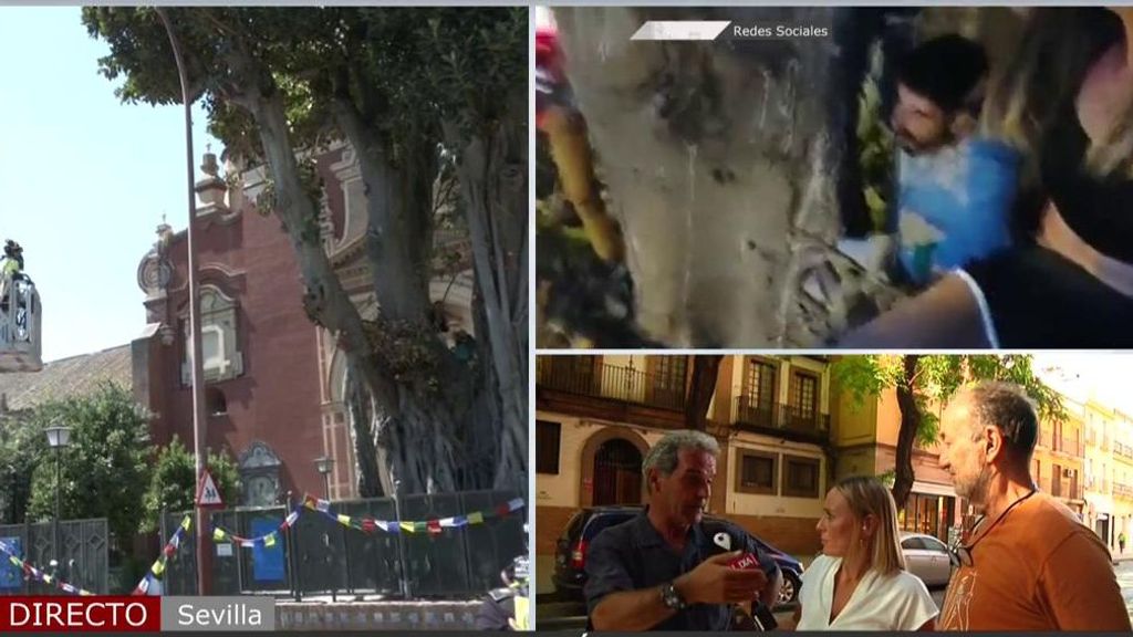 Se paraliza la tala del polémico ficus de Triana: tensión en directo entre el párroco y los vecinos