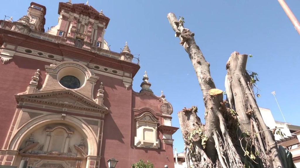 Los vecinos de Triana y los ecologistas siguen luchando por el ficus de San Jacinto