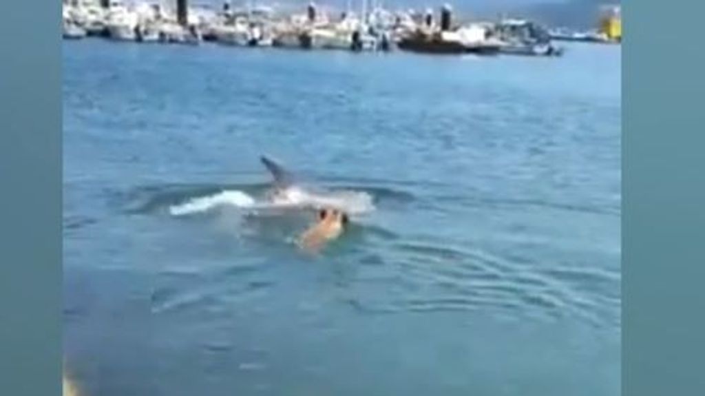 Insólita amistad entre un perro y un delfín en A Coruña, Galicia