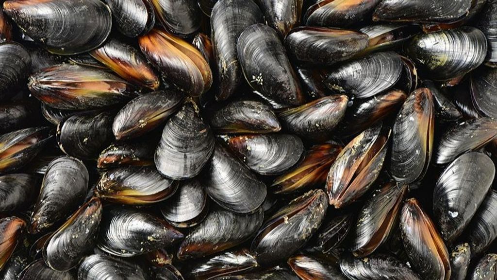 La cosecha de mejillones del año que viene, perdida por las altas temperaturas en el Mediterráneo