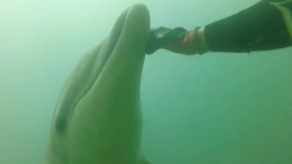 Manoliño, el delfín que se ha vuelto viral en A Coruña por jugar en el agua con la perrita Lola