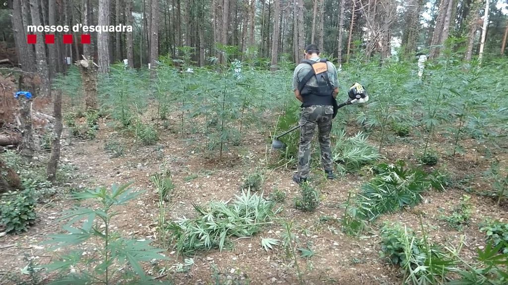 Los Mossos desmantelan una plantación de marihuana de 5.000 m2 en Girona