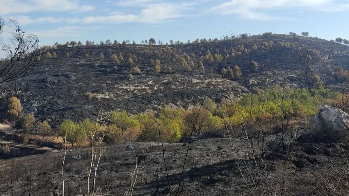 EuropaPress 4634563 asaja alicante cree incendio vall debo propago abandono actividad agricola EuropaPress 4634563 asaja alicante cree incendio vall debo propago abandono actividad agricola