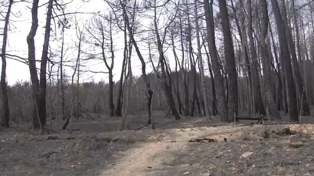 ¿Qué se hace con la madera quemada de nuestros bosques tras los incendios?