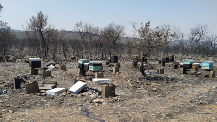 colmenas calcinadas