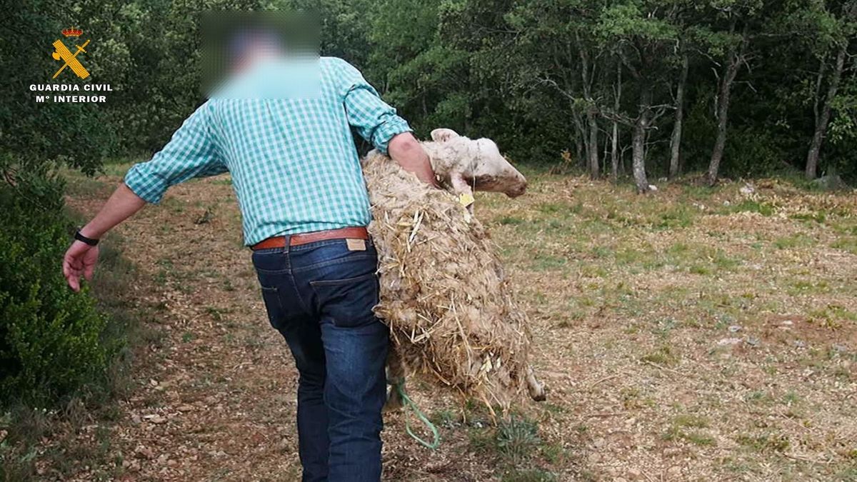 Un agente de la Guardia Civil traslada a una de las ovejas moribundas Galbárruli, La Rioja