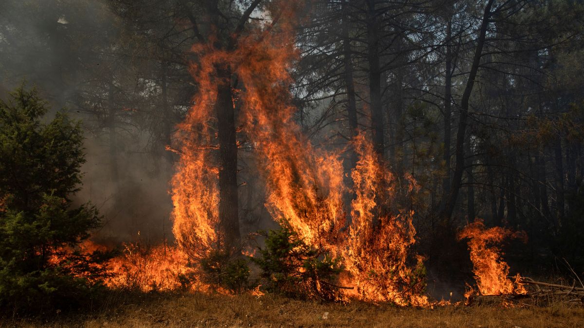 Una zona de bosque arde cerca de la localidade de Cebreros, en Ávila en julio de 2022