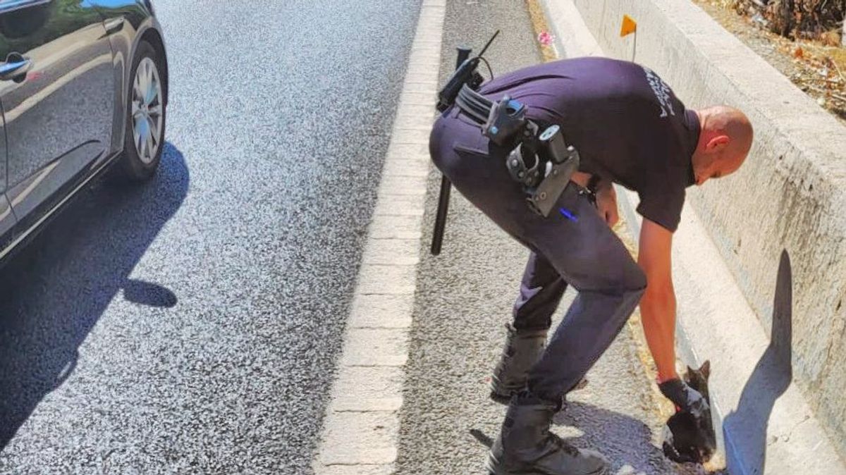Agente rescata gato de una autovía Agente rescata gato de una autovía