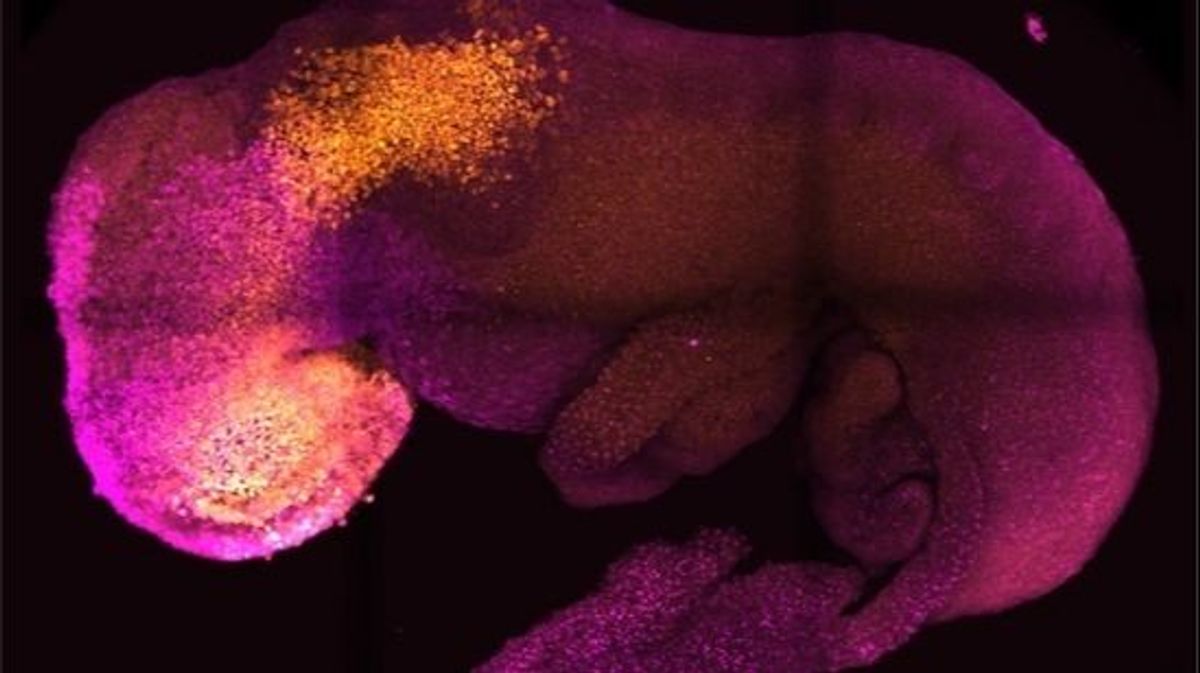 Crean a partir de células madre un embrión de ratón "sintético" con cerebro y corazón que late