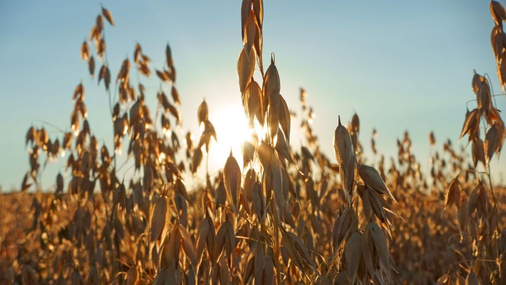 El etanol protege a las plantas de la sequía y el calor