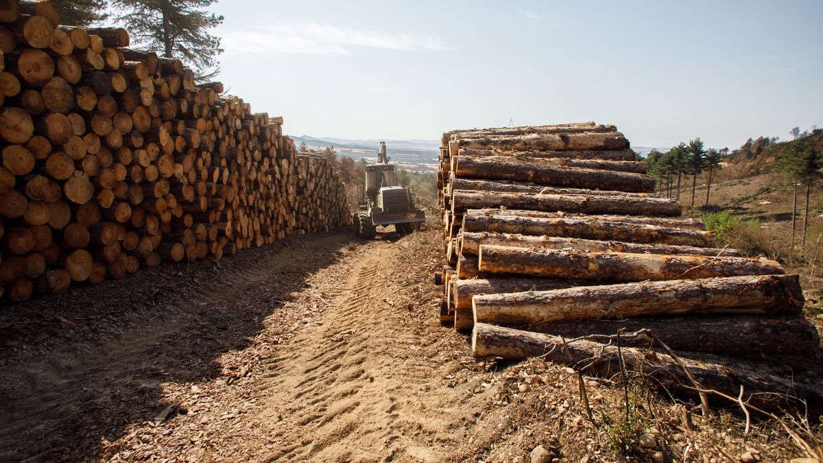 EuropaPress 4621897 maquinaria trabajando aprovechamiento forestal
