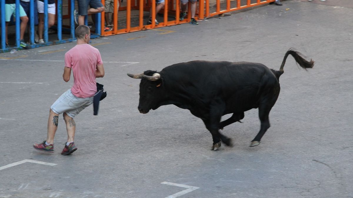 La Comisión de Festejos Taurinos convocada de urgencia tras el aumento de muertes este verano La Comisión de Festejos Taurinos convocada de urgencia tras el aumento de muertes este verano