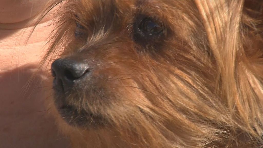 Una familia gallega se reencuentra con su perra desaparecida cinco años después: “Teníamos la esperanza perdida” (Agosto 2022)