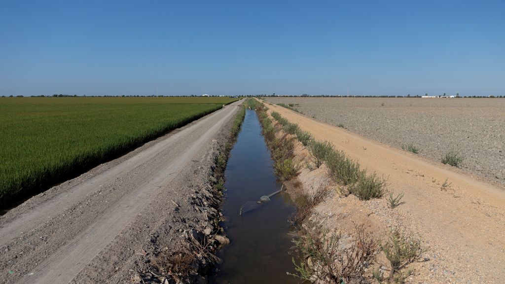 Dos campos de arroz: uno sembrado y el otro sin sembrar