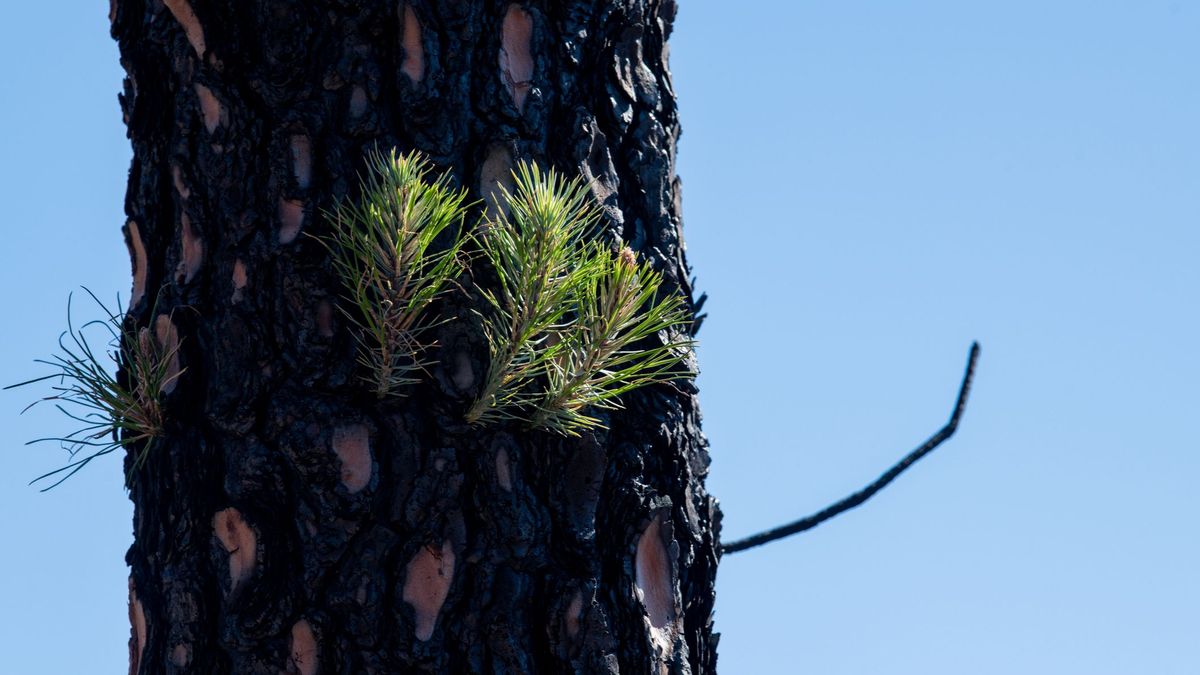 Primeros brotes en el tronco de un pino recuperado tras resultar afectado por un incendio forestal