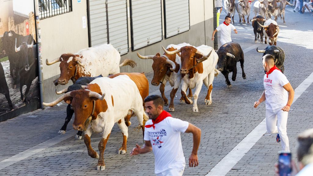 Muere un toro antes de llegar a la plaza en los encierros de Cuéllar, en Segovia