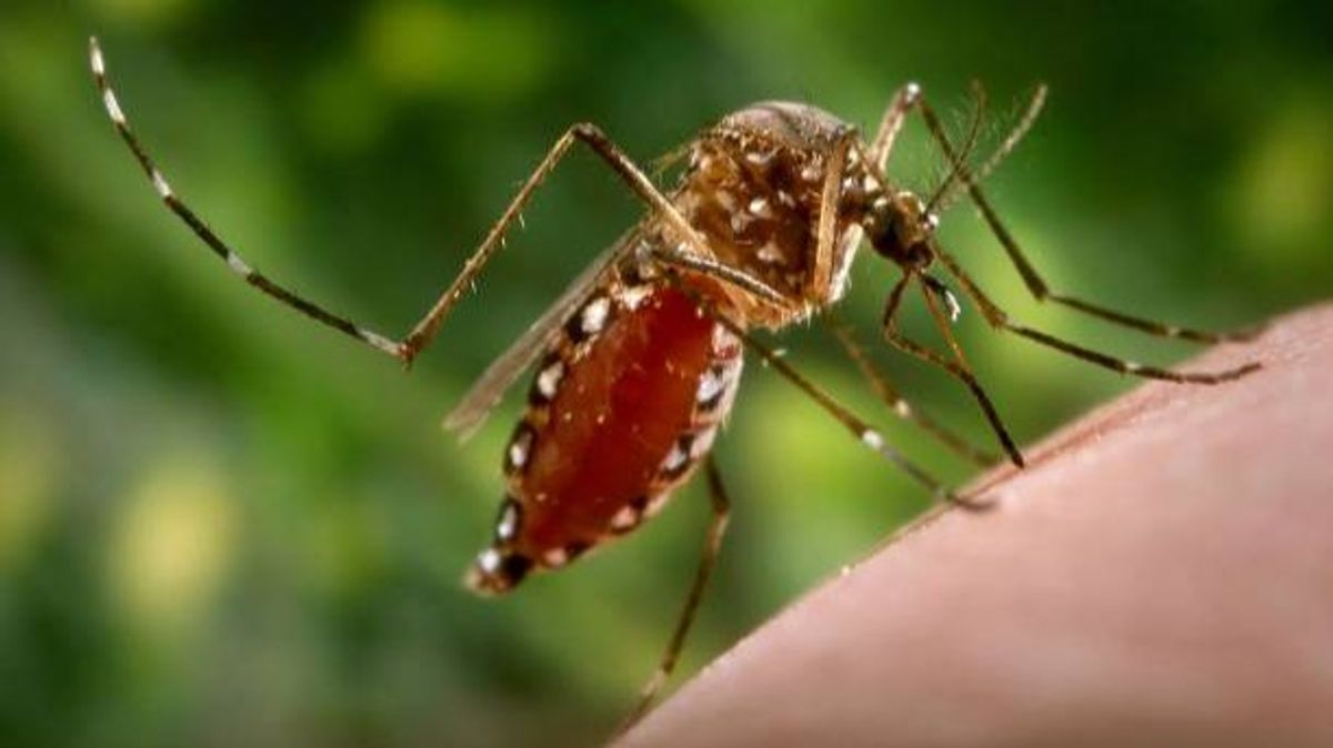 El curioso motivo por el que los mosquitos siempre consiguen encontrarnos