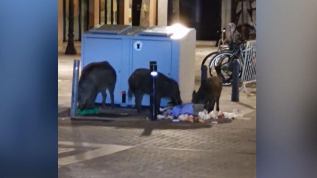 La recogida de basura puerta a puerta atrae a jabalís en Sant Andreu