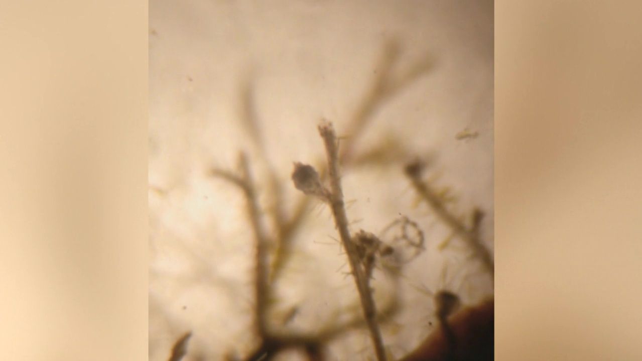 Así fue la caza de la medusa inmortal en aguas de Grecia