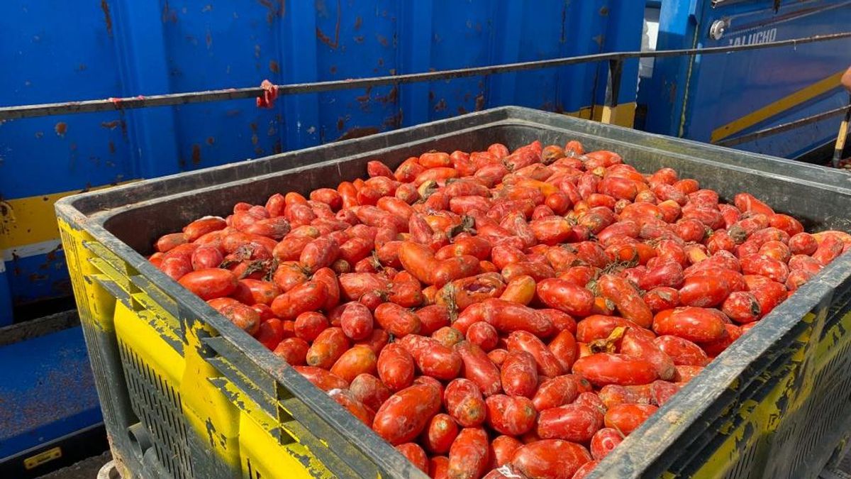 Tomatina de Buñol 2022: regresa tras dos años de suspensión - NIUS