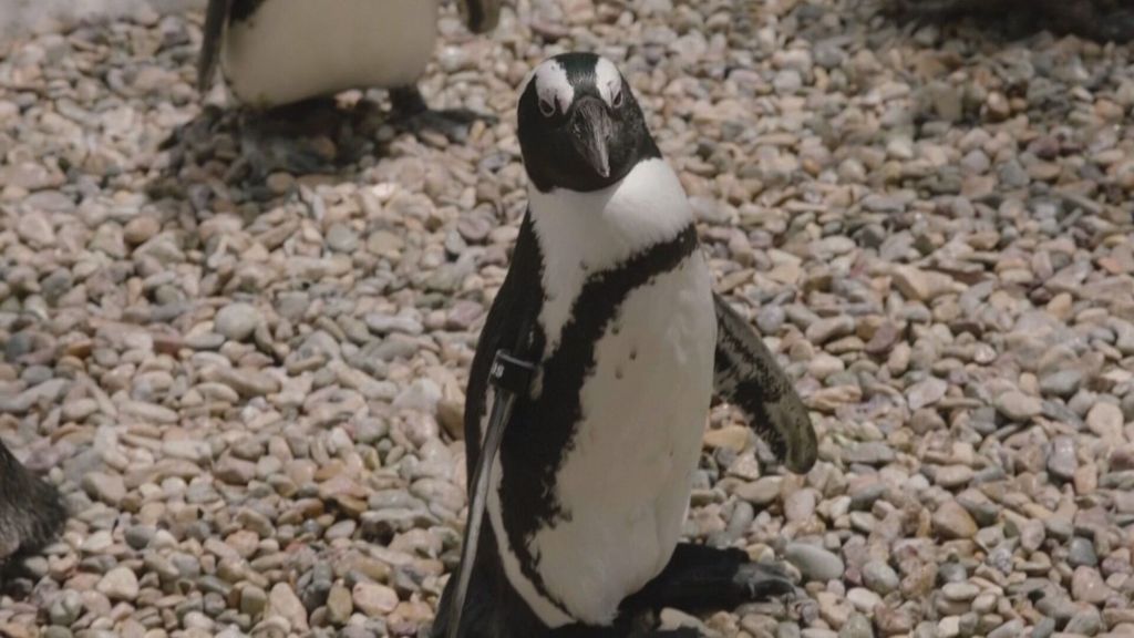 Lucas, el pingüino de 4 años con un ‘calzado ortopédico’ para luchar contra su enfermedad degenerativa (Agosto 2022)