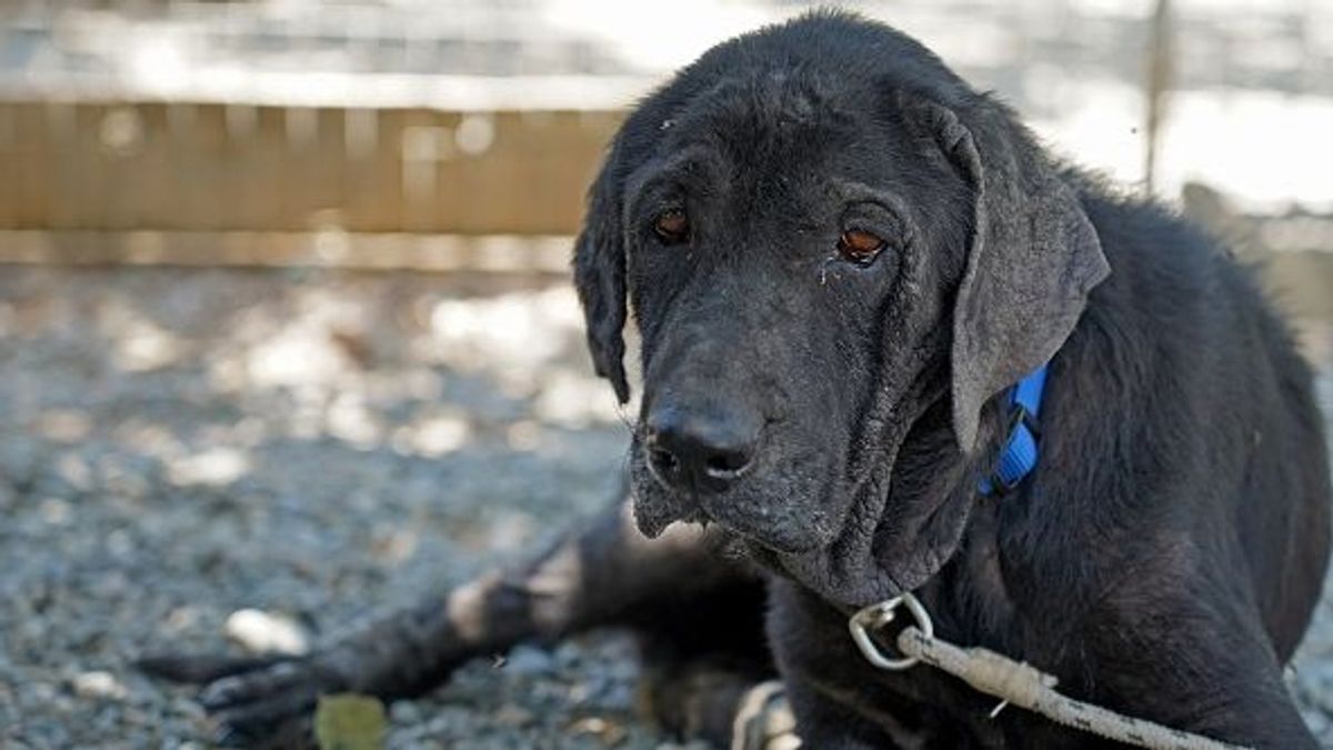 Un perro abandonado a la espera de ser adoptado (foto de archivo)