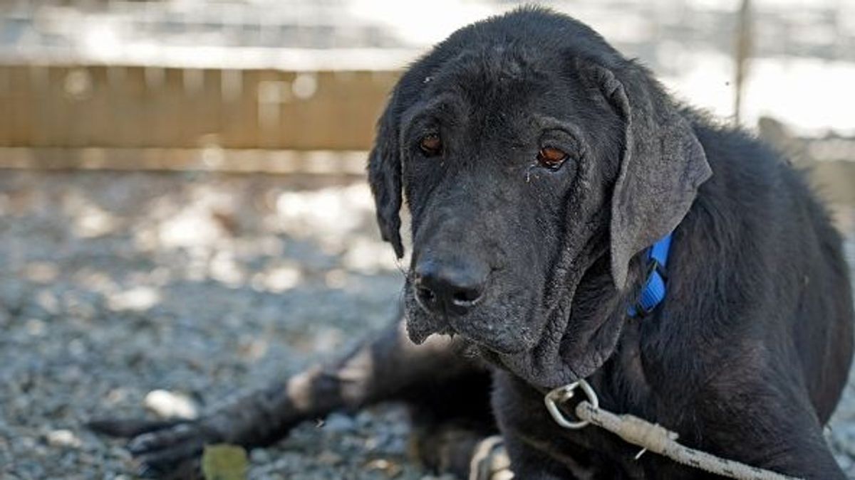 Un perro abandonado a la espera de ser adoptado (foto de archivo) Un perro abandonado a la espera de ser adoptado (foto de archivo)