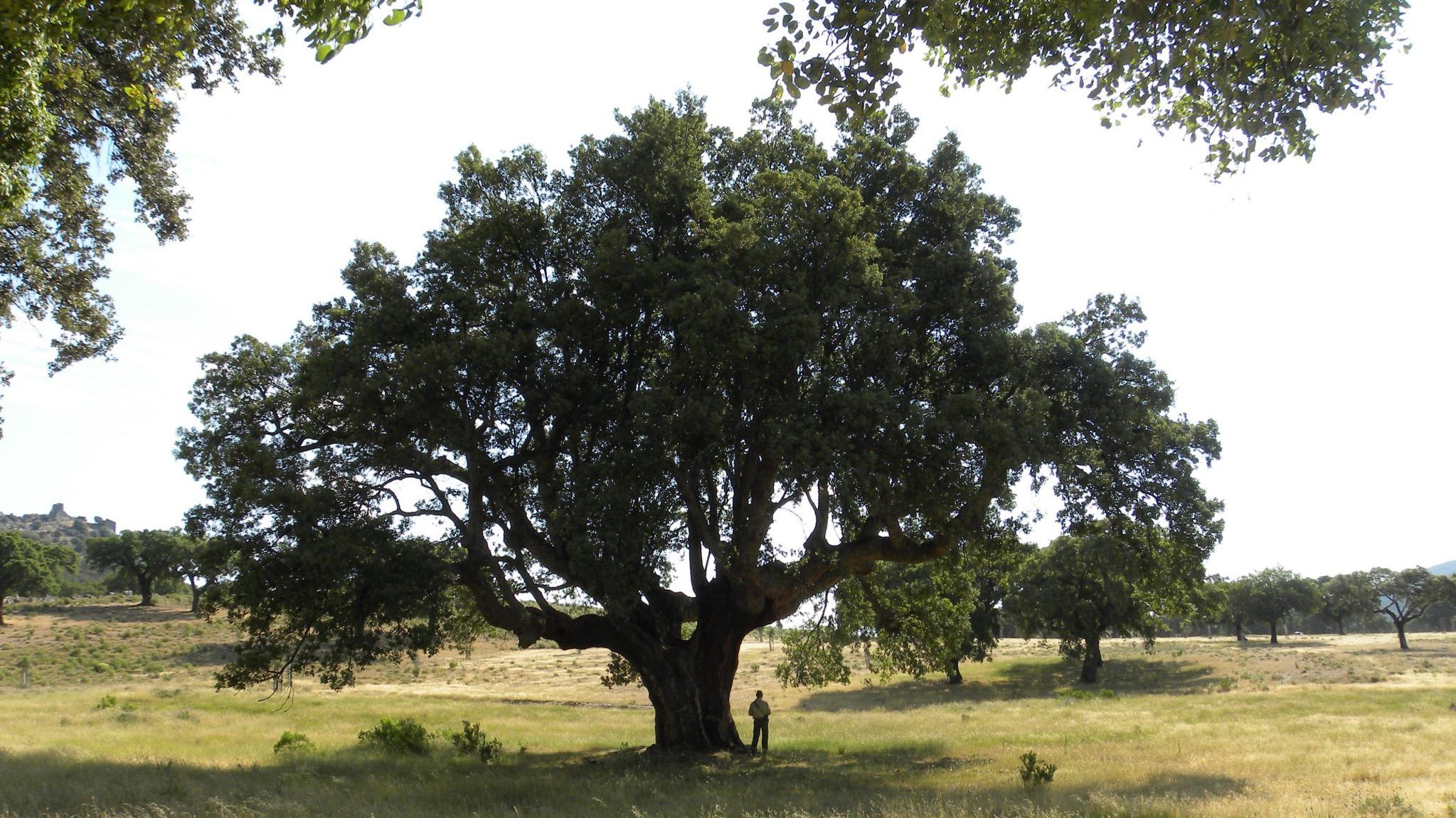 Los árboles centenarios más conocidos de España - NIUS