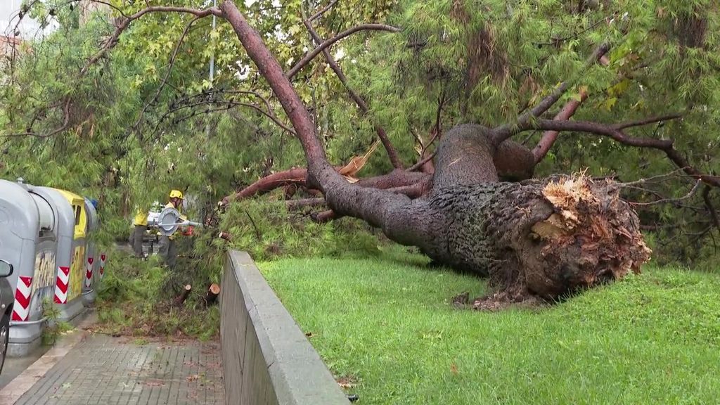 Las fuertes rachas de viento en Barcelona dejan un niño de 13 años heridos por la caída de una rama
