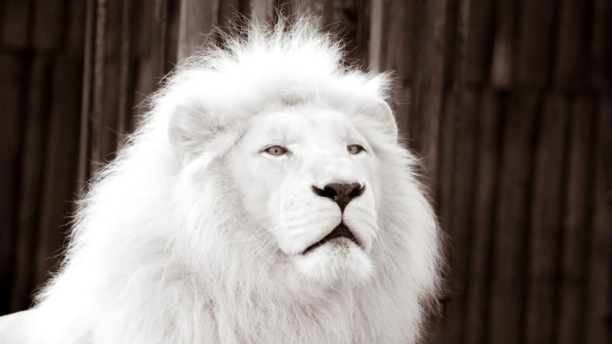 Un hombre ha fallecido por al ataque de un león blanco tras intentar robarle su cachorro en un zoológico de Ghana, África