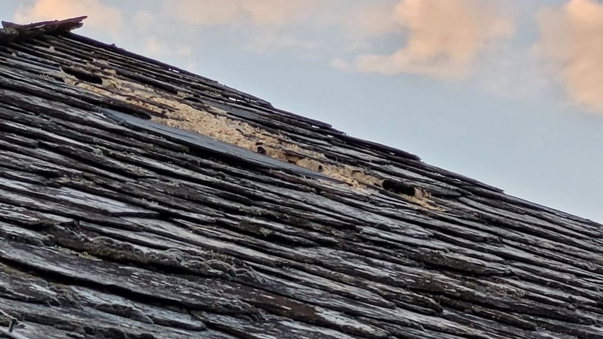 El nido de velutinas empieza a asomar por el tejado de la casa de esta familia de Sarria