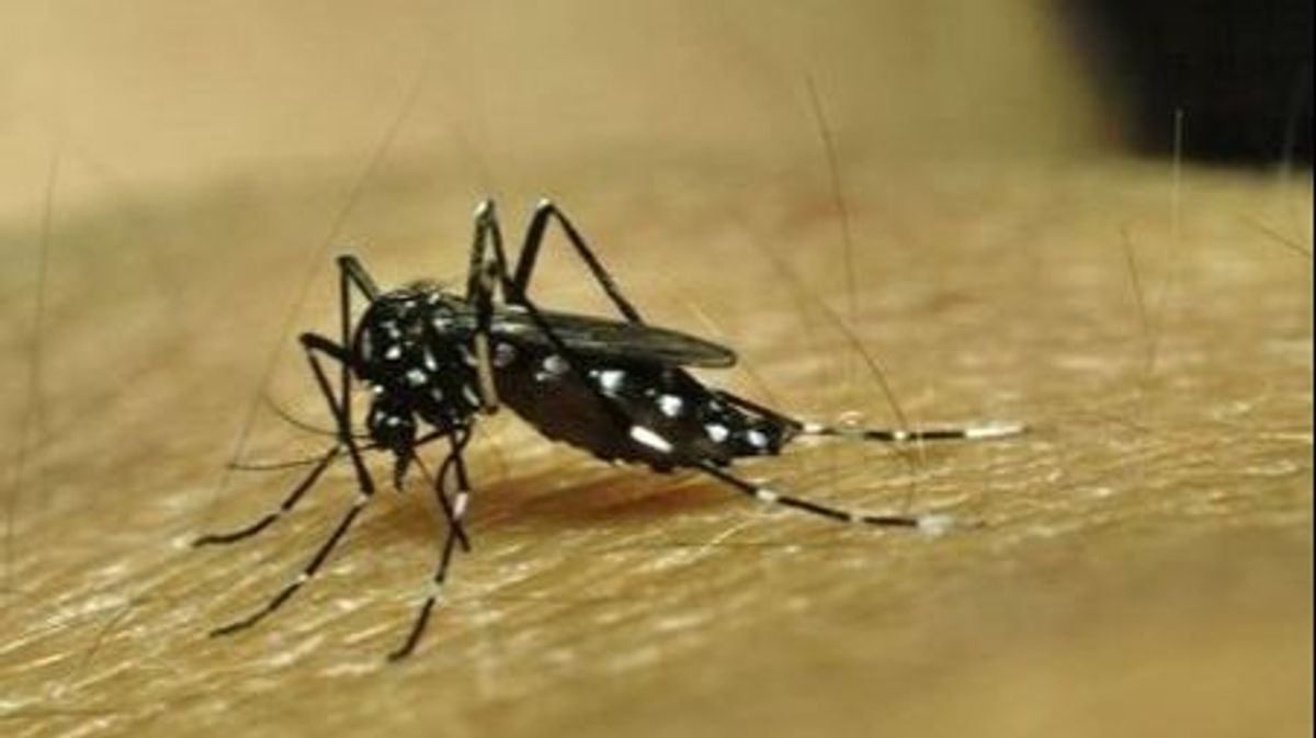 EuropaPress 4655041 mosquito transmisor dengue