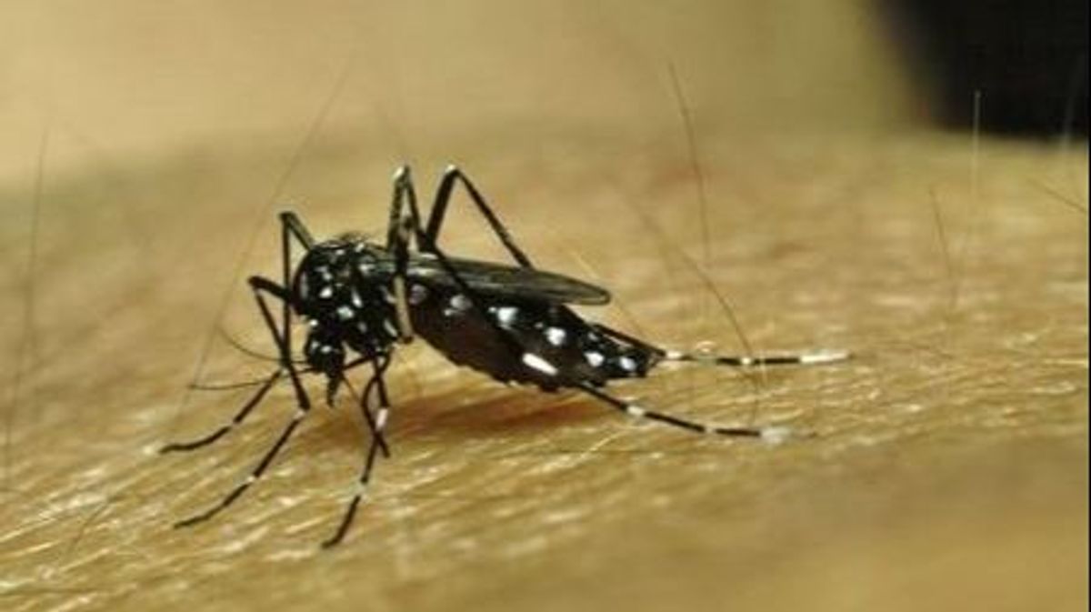 EuropaPress 4655041 mosquito transmisor dengue EuropaPress 4655041 mosquito transmisor dengue