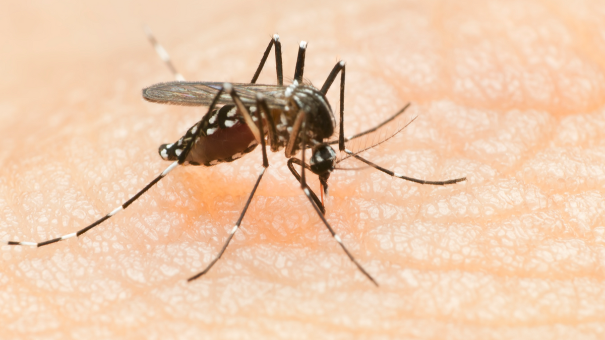 Qué es el dengue