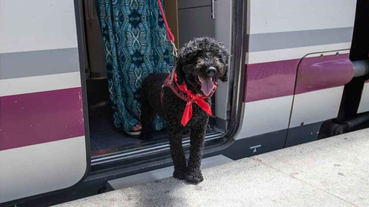 Renfe inicia una prueba piloto para viajar en AVE con perros grandes de hasta 40 kilos Renfe inicia una prueba piloto para viajar en AVE con perros grandes de hasta 40 kilos