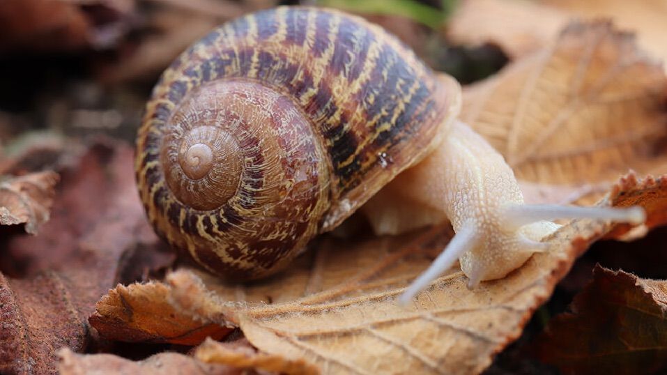 Resumen de 17 artículos: caracoles como limpiarlos [actualizado